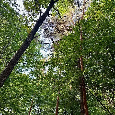 Living Forest Apartman *