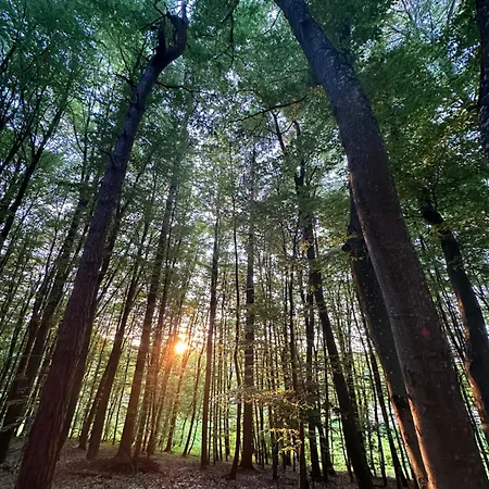 Living Forest Apartman Moravske Toplice