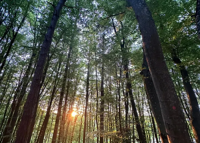 Living Forest Daire Moravske-Toplice